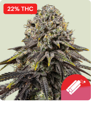 Dynamite Diesel Tyson-1